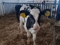 ثور, Russian Black pied cattle — الصورة 1