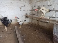 Chickens — Foto 5