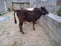 公牛, Cattle — 照片 5