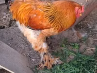 براهما — الصورة 2