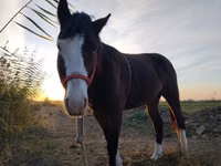 Caballo, Caballos — foto 2