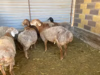 Carnero, Rhon sheep — foto 3