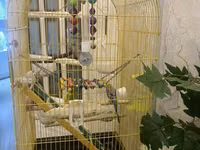 Böyük quş qəfəsi – aksessuarlarla birlikdə - Rəng: sarı metal karkas — Foto 1