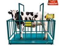Электронные весы для КРС Melasty (платформенная клетка) - Назначение — фото 3
