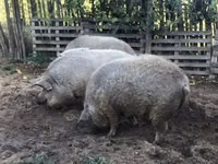 Schweine (Partie, Geschlecht nicht angegeben) — Foto 2