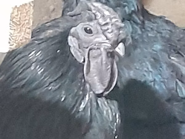 Chickens