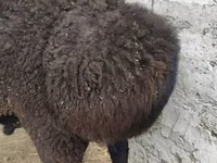 كبش, Hissar sheep — الصورة 2