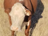 母牛, Kazakh White-headed cow — 照片 2