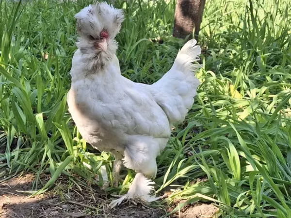 Chickens