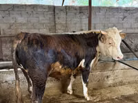 公牛, Cattle — 照片 4