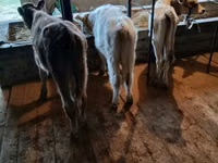 公牛, Cattle — 照片 3