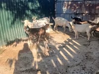 बकरा, बकरियाँ — फ़ोटो 2