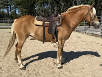 Yegua, Haflinger — foto 5