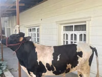 ثور, Russian Black pied cattle — الصورة 2