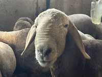 Ram, Arashan sheep — photo 5