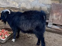 Теке, Alpine goat — 1-сурет