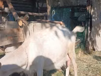 母山羊, Saanen goat — 照片 5