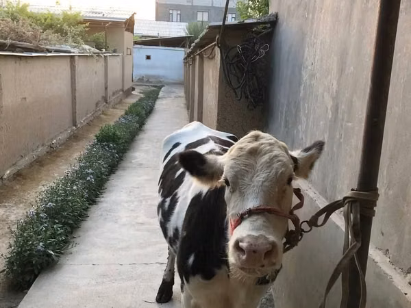 गाय, मवेशी — उज़्बेकिस्तान