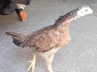 Chickens — Foto 3