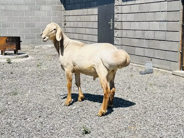 Кочкор, Гиссар койу