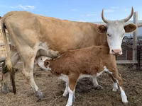 Kuh, Simmental cattle — Foto 1