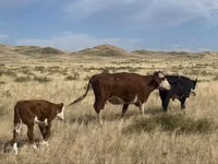 بقرة, Simmental cattle — الصورة 3
