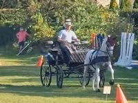 Stute, Lipizzaner — Foto 3