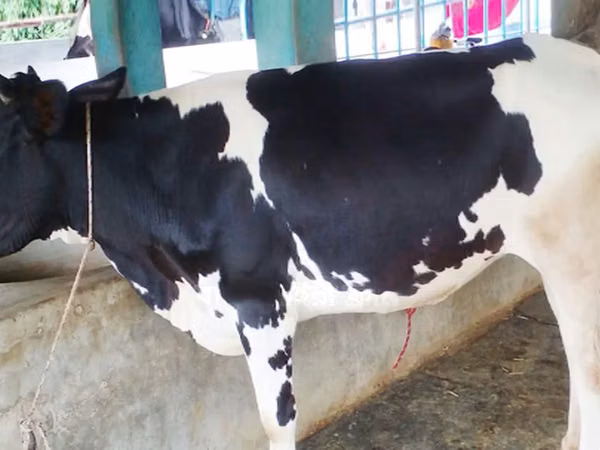Kuh, Holstein-Rasse