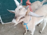 Ziegen (Partie, Geschlecht nicht angegeben), Alpine goat — Foto 4