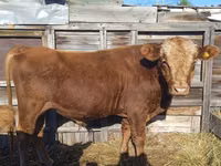公牛, Kazakh White-headed cow — 照片 2