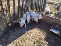 Säue, Schweine — Foto 3