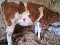 母牛, Simmental cattle — 照片 2