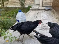 Chickens — 3-rasm