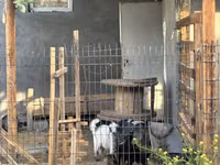 Ziege, Alpine goat — Foto 8