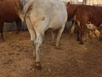 Bulle, Simmental cattle — Foto 2
