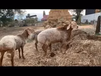 Carnero, Rhon sheep — foto 2