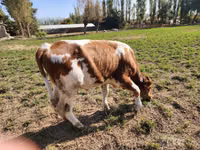 Toro, Simmental cattle — foto 1