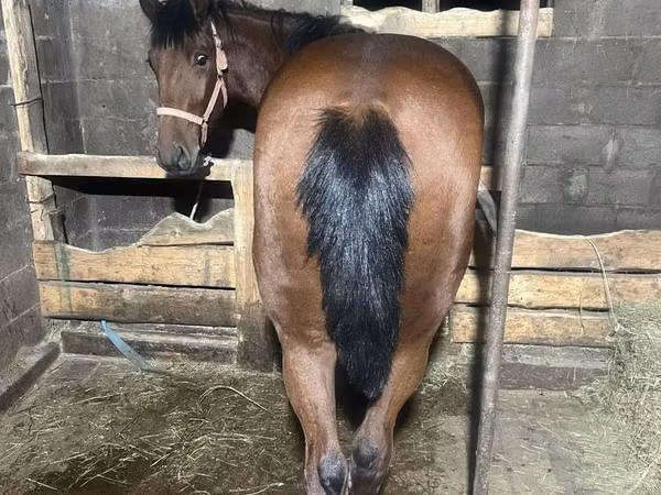 Hengst, New Altai Horse