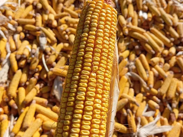 Кукуруза 🌽🌽🌽🌽 кукуруза 🌽🌽🌽🌽 кукуруза кукуруза жугору мака