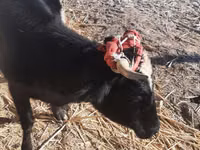 Cow, Cattle — photo 4