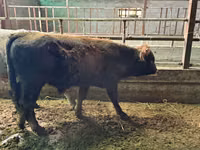 ثور, الماشية — الصورة 4