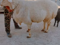 كبش, Arashan sheep — الصورة 2