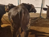 公牛, Cattle — 照片 3