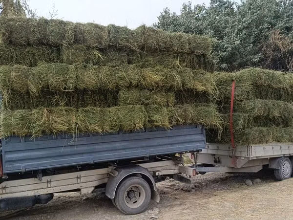 Купю с Поля Клевер Кастра Много Самовывоз оптом. Беде сатып алам