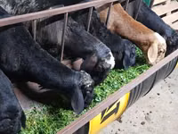Қошқар, Hissar sheep — 2-сурет