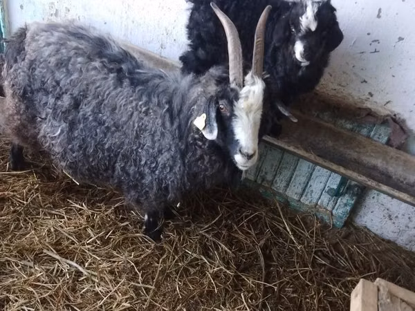 母山羊, Goats — 哈萨克斯坦