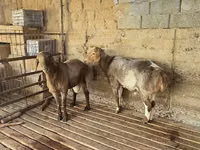 كبش, Arashan sheep — الصورة 5