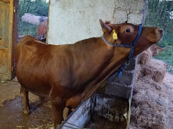 公牛, Cattle — 乌兹别克斯坦