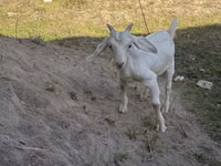 Ziegenbock, Russian White goat — Foto 2