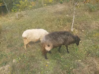 Schaf, Schafe — Foto 1